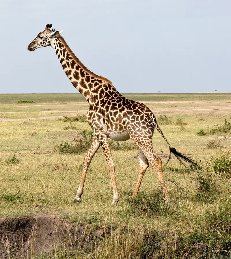 Giraffe Giraffe in der Savanne